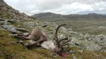 En CWD-sjuk vildrentjur har fällts på Hardangervidda i Norge. Det är första fallet utanför Nordfjella-området. (Arkivbild)