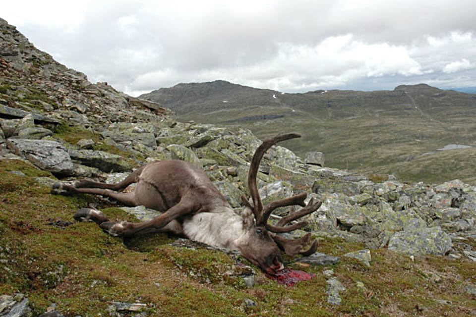 En CWD-sjuk vildrentjur har fällts på Hardangervidda i Norge. Det är första fallet utanför Nordfjella-området. (Arkivbild)