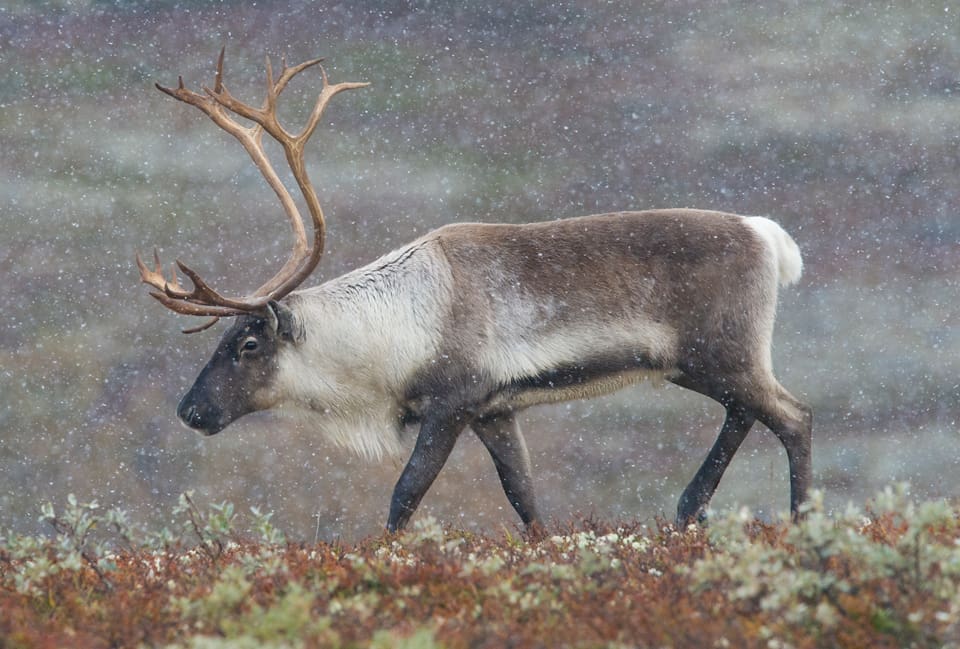 CWD, Chronic Wasting Disease, har hittas hos tre norska vildrenar och två norska älgar. Provtagningsprogrammet ska utvidgas och förbudet mot utfodringsplatser och saltstenar ska utökas.