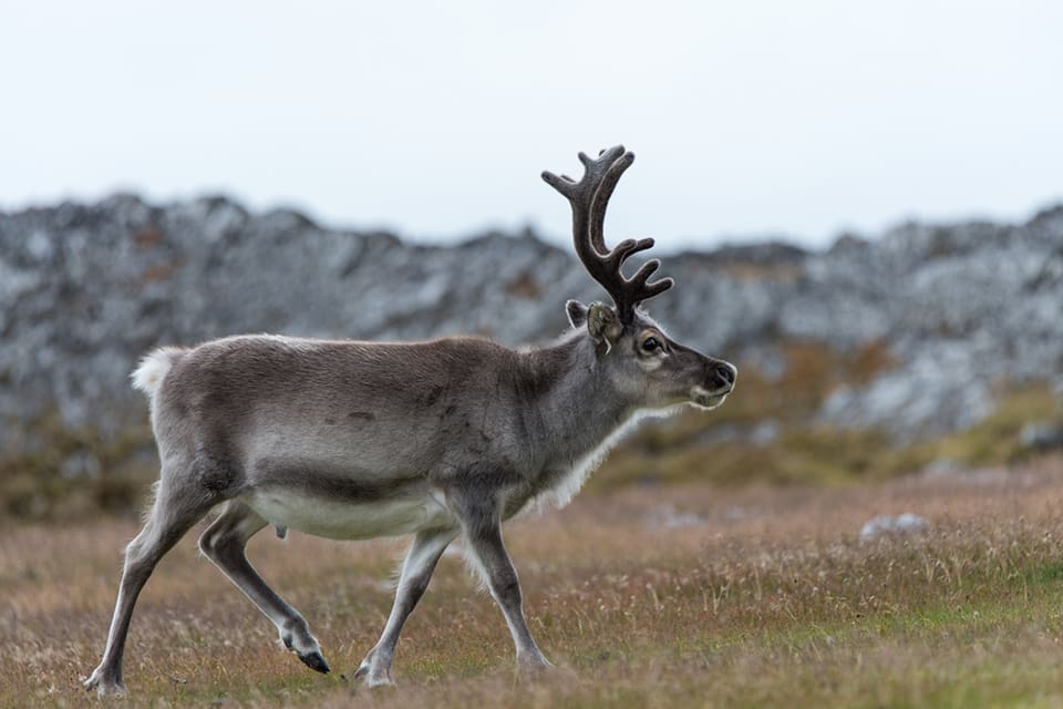 Tre nya fall av CWD-smittade vildrenar har upptäckts i norska Nordfjella.