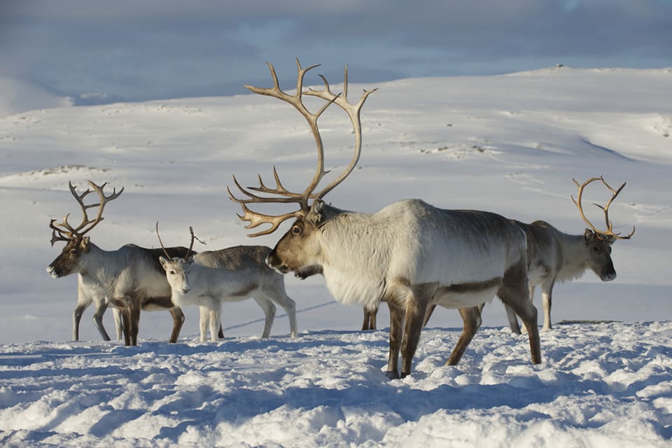 För att stoppa sjukdomen Chronic Wasting Disease i Norge har man nu inlett utrotningen av vildren i Nordfjella-området.