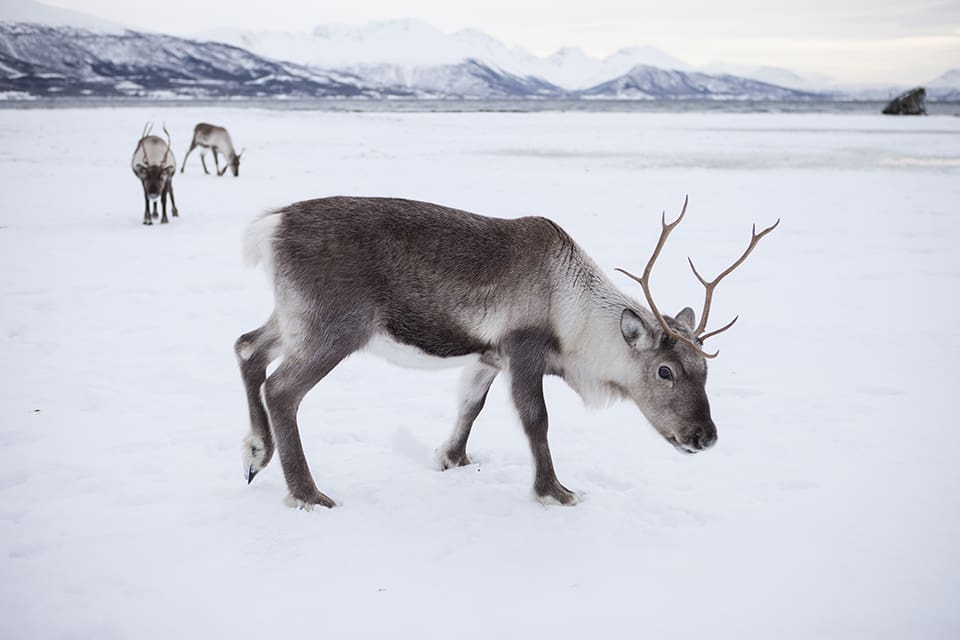 Ytterligare ett fall av CWD, Chronic Wasting Disease eller avmagringssjuka, har konstaterats hos en vildren i norska Nordfjella.