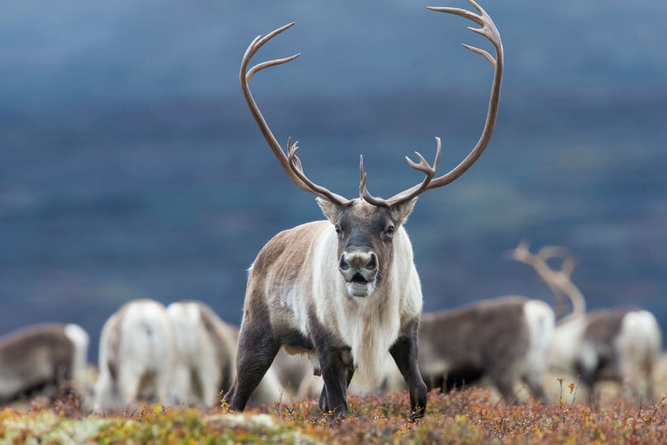 När den norska jägarfamiljen ätit upp nästan allt av den fällda vildrenen kom beskedet – de har konsumerat CWD-kött som inte är godkänt som föda. (Arkivbild)