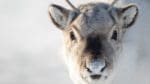 CWD utgör ett allvarligt hot mot vildrenarna på Hardangervidda. Över tusen djur ska bort.