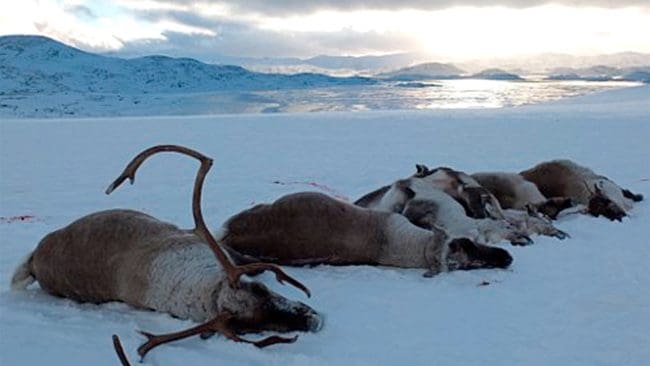 Utrotningen av vildrenar på Nordfjella-området i Norge framhålls som ett föredöme i USA-delstaten Wisconsin, där CWD hotar att smitta hjortpopulationer i hela delstaten.