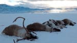 Utrotningen av vildrenar på Nordfjella-området är avslutad. Hittills har 17 vildrenar med sjukdomen CWD hittats bland de 1 408 döda renarna. Kommer smittan över till Sverige kan det bli liknande utrotningskampanjer när det gäller älg, ren och rådjur.