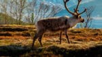 Avmagringssjukan CWD hos norska vildrenar skiljer sig från CWD hos hjortar i Nordamerika. Det handlar om olika stammar av CWD-prioner, enligt nya forskningsresultat.