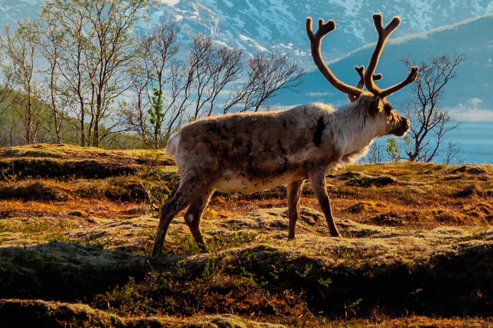 Avmagringssjukan CWD hos norska vildrenar skiljer sig från CWD hos hjortar i Nordamerika. Det handlar om olika stammar av CWD-prioner, enligt nya forskningsresultat.