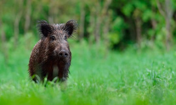 En 70-åring från Skåne byggde en egen vildsvinsfälla för att fånga vildsvin som förstörde jordgubbsodlingen. Han är nu dömd för jaktbrott.