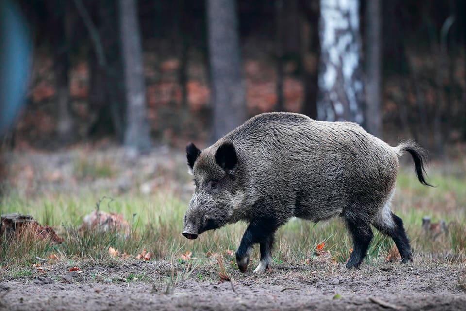 Vildsvin har börjat etablera sig på Åland. Till julhelgen fälldes en galt i hundra kilos-klassen utanför Finström efter drev med en blandrashund.