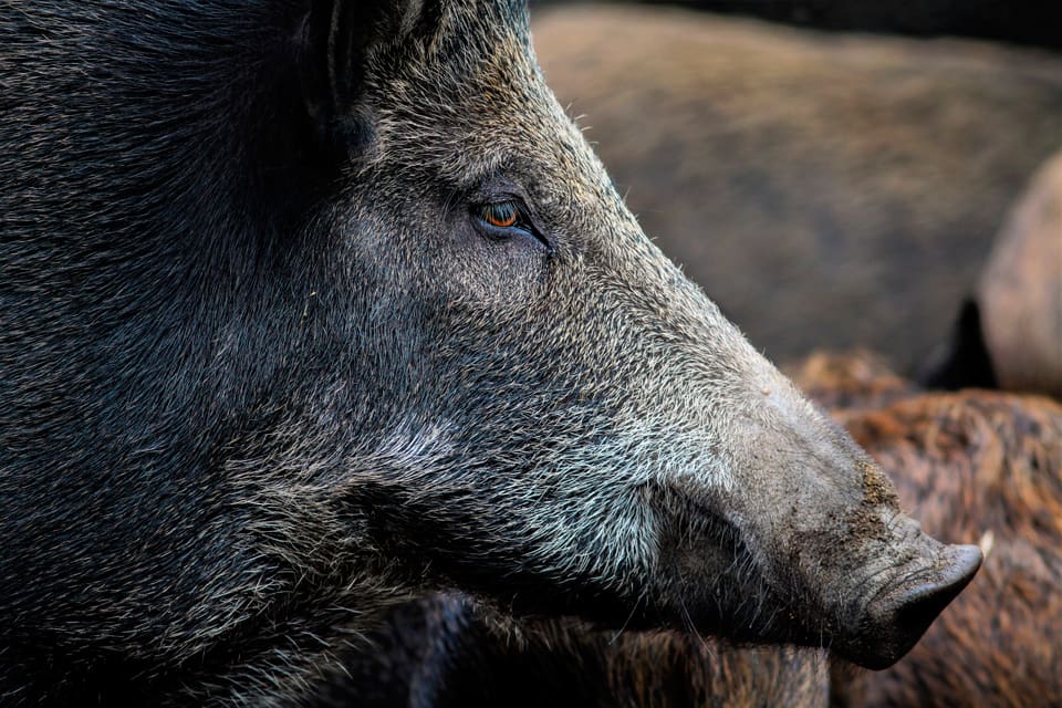 Två vildsvin med svinpest har konstaterats i Belgien nära gränsen till Frankrike. Därmed ska mer stängsel sättas upp och fler vildsvin skjutas.
