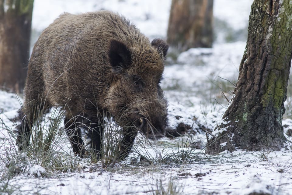 Jägare i Vallonien i Belgien anser att regeringens krav på att fälla 9 000 vildsvin på 60 dagar är absurt och oetiskt.