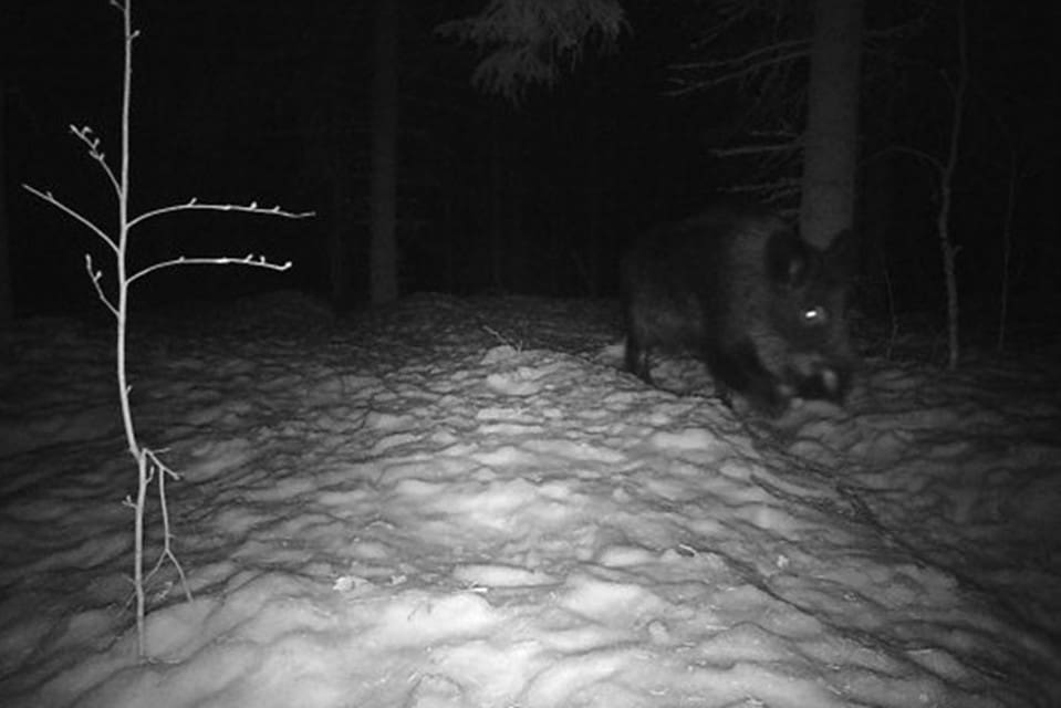 Den vuxna galten har varit inne på Gräfsåsens avfallsanläggning.