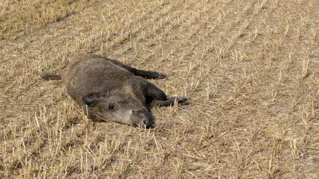 Mellan juni 2017 och april 2018 konstaterades 230 vildsvin i Tjeckien vara smittade med afrikansk svinpest.