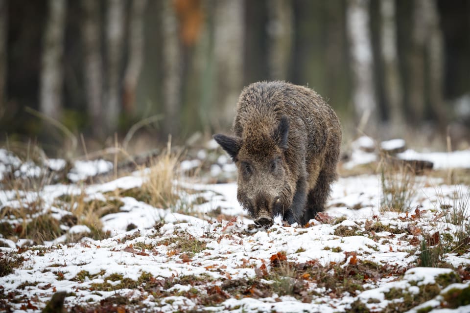 Uppskattningsvis finns det bara mellan 1 500 och 2 650 vildsvin i Finland.