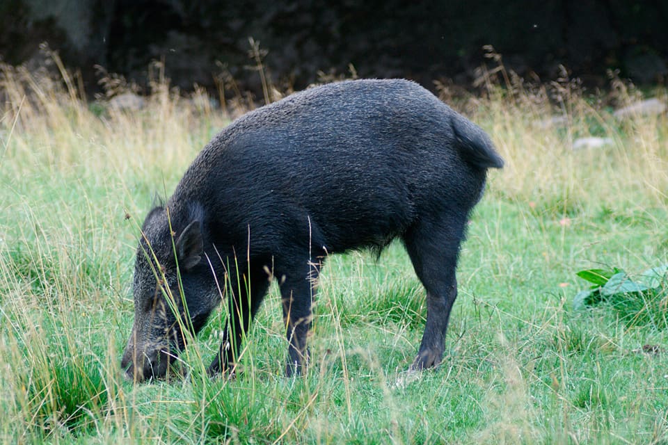 Pestsmittade vildsvin från Belgien ska hindras från att komma in till Luxemburg med hjälp av nio kilometer långt stängsel. Dessutom ska det jagas vildsvin i markerna mot gränsen.