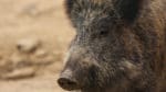 Sedan nyår har 784 polska vildsvin påträffats smittade med afrikansk svinpest.