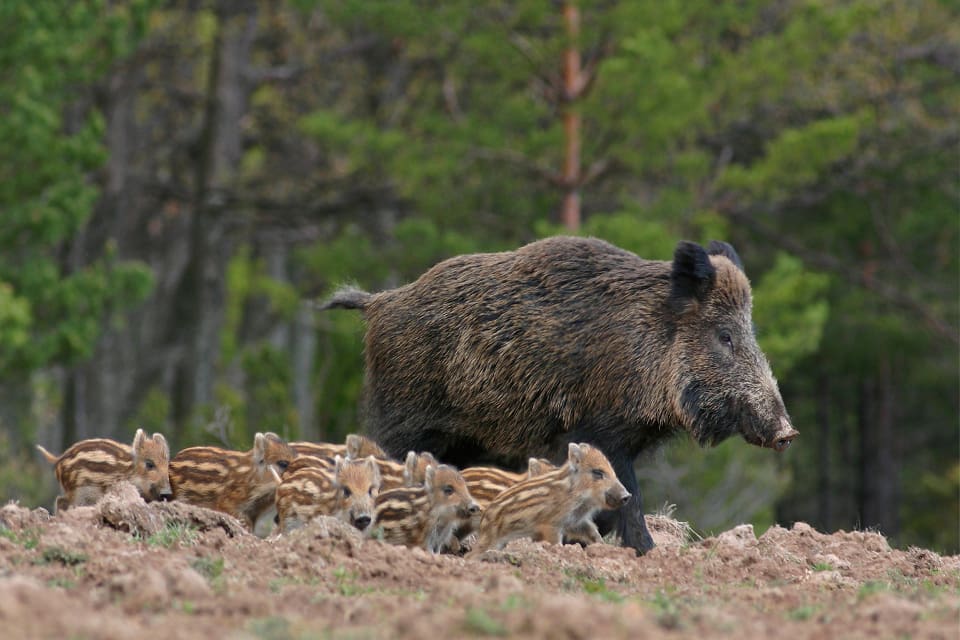 Just nu är det svårt att beräkna antalet vildsvin i Danmark, eftersom de håller sig undan i skogar och på rapsfält med sina kultingar.