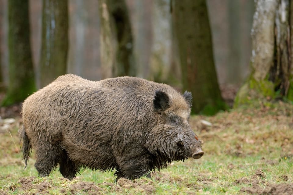 I avspärrade områden med svinpest i Europa görs försök att utrota vildsvinen, som kan sprida smittan till tamsvin. Jordbruksverket ska utreda vad som kan göras ytterligare för att hindra svinpesten från att nå Sverige.