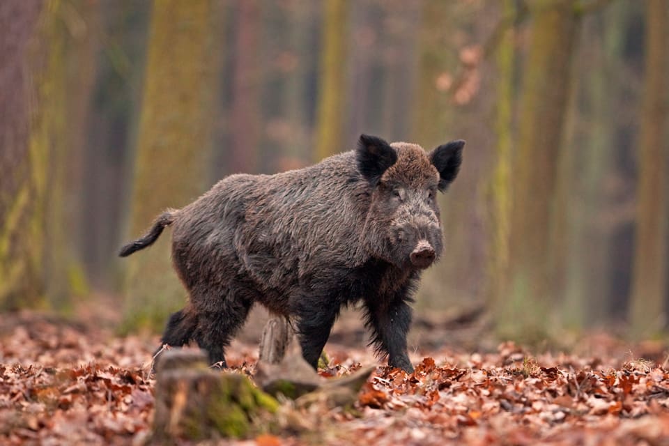 Den afrikanska svinpesten, som bland annat sprids av vildsvin, har brutit ut i över tio länder i Europa. De senaste fallen finns hos tamsvin i Serbien.