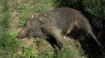 De nya fynden innebär att den fruktade afrikanska svinpesten plötsligt har förflyttat sig 300 kilometer västerut.