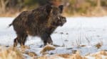 Fler döda vildsvin smittade med afrikansk svinpest har påträffats i västra Polen nära gränsen till Tyskland, där man nu förbereder sig på sjukdomen.