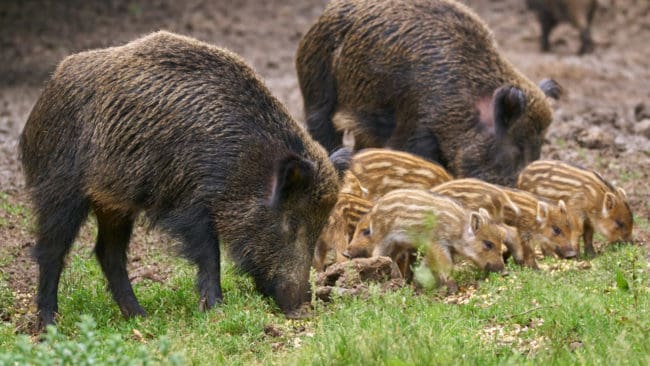 Regeringen i Nordrhein-Westfalen föreslår bland annat att kultingförande suggor ska få jagas, ifall förbundslandet drabbas av afrikansk svinpest.