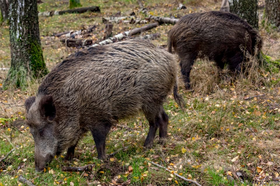 De intelligenta vildsvinen hittar tillräckligt med foder ute i markerna denna milda vinter.