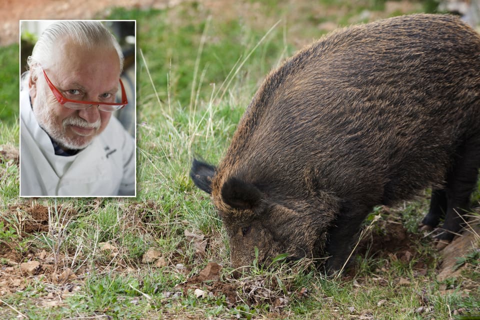 Kändiskocken och jägaren Leif Mannerström tips till baconsugna är att äta rökt vildsvinskött i stället.