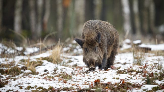 Norska myndigheter vill förhindra att levande vildsvin kommer i kontakt med döda eller sjuka vildsvin.