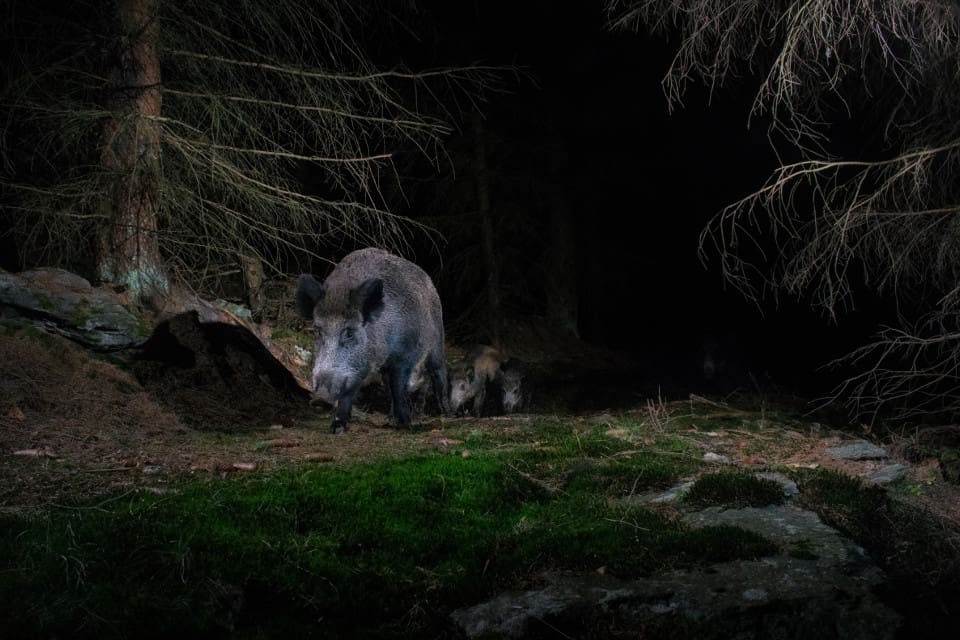 I mörkret sköt jägaren en liggande, högdräktig mjölkko i tron att det var ett vildsvin.