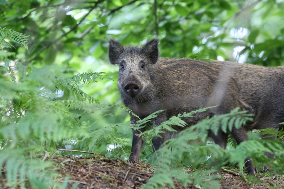 Det var en galt och en sugga på mellan 20 och 30 kilo som fälldes i Skråmträsk. (arkivbild)