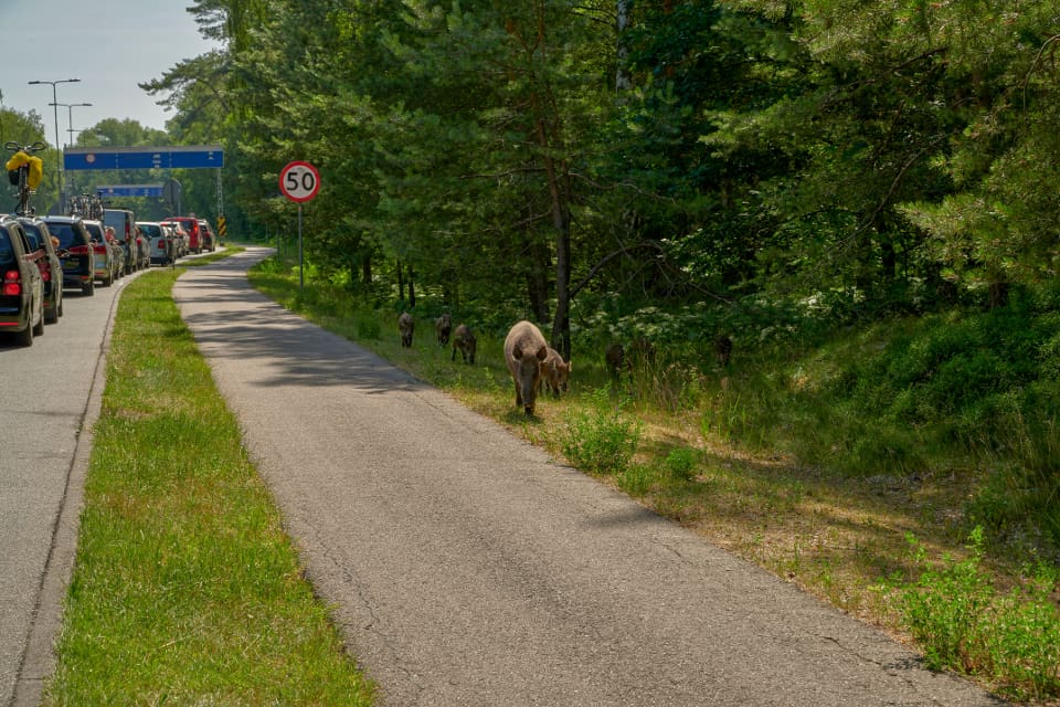 Målet är att så många vildsvin som möjligt ska skjutas av i Berlin. (arkivbild)