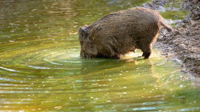 Ett vildsvin som drabbas av afrikansk svinpest får förhöjd temperatur och söker ofta efter kyla i vattendrag.