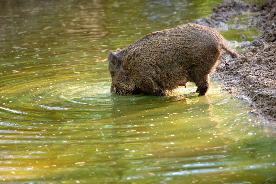Ett vildsvin som drabbas av afrikansk svinpest får förhöjd temperatur och söker ofta efter kyla i vattendrag.