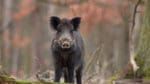 Sammanlagt 53 fall av afrikansk svinpest har konstaterats i nordöstra Tyskland.