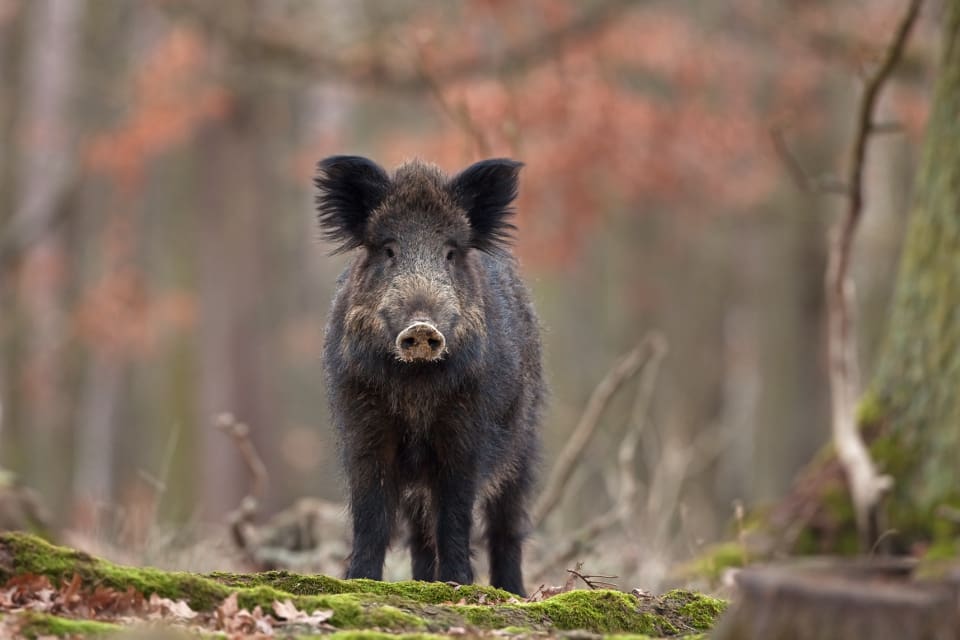 Sammanlagt 53 fall av afrikansk svinpest har konstaterats i nordöstra Tyskland.
