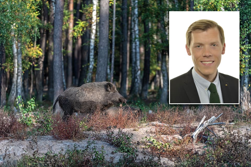 M-politikern Johan Hultberg i Tanums kommunfullmäktige vill att kommunen ska servera vilt, främst vildsvinskött, regelbundet.