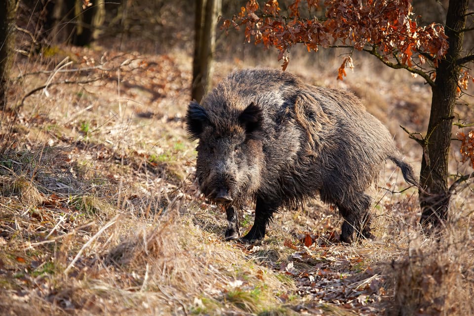 Två miljoner norska kronor ska användas till att utveckla en app som gör det lättare att rapportera observationer av döda, sjuka och levande vildsvin.