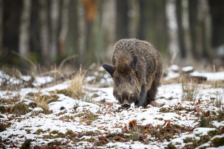 Gratis cesiumprover kan öka intresset för vildsvinsjakt i Gävleborg.