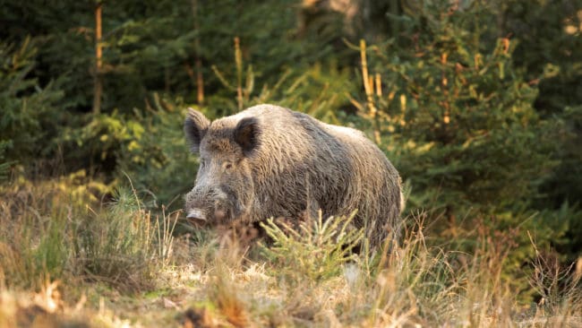 De enda vildsvin som nu finns i Danmark är en sugga på södra Jylland och en kringströvande galt.