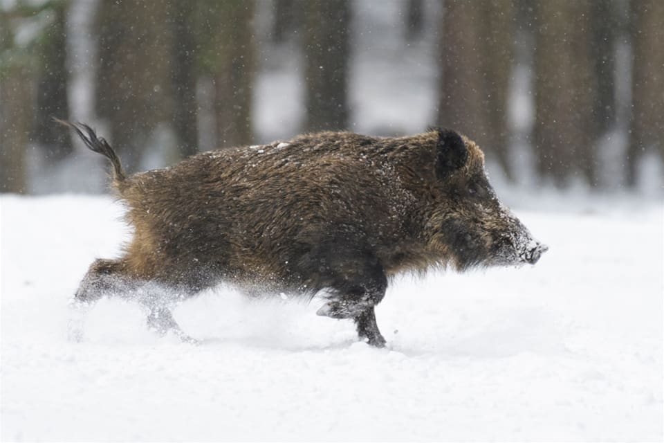 Vildsvinen sprider sig i Norge och i slutet av 2019 sköts den första individen i fjällvärlden i höjd med jämtlandsfjällen.