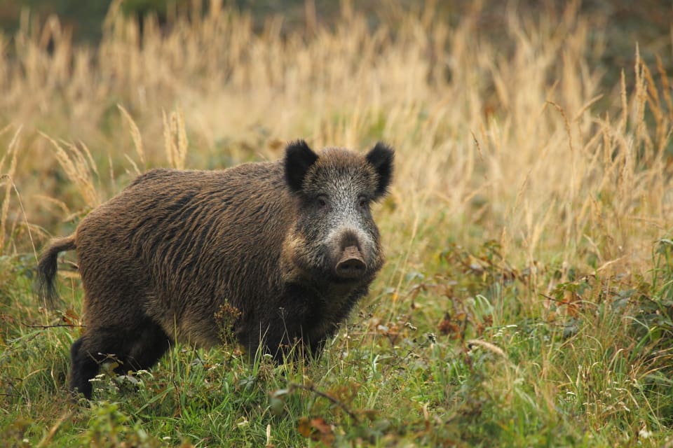 Landskapsregering vill hjälpa jägarna att hindra vildsvinen från att etablera sig på Åland.
