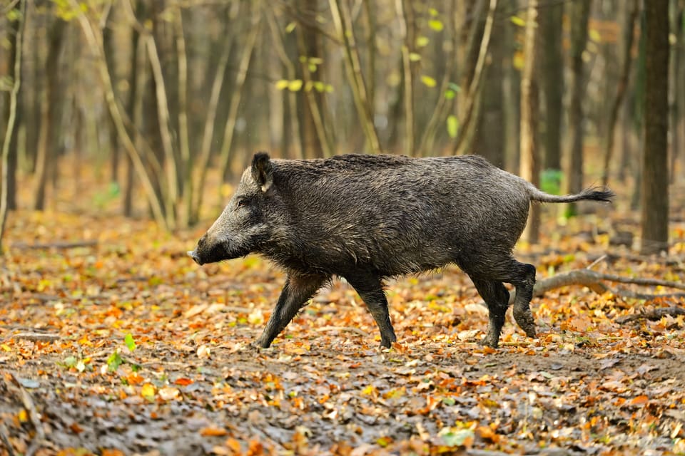 Vildsvin tar sig förbi de traditionella viltstängsel som finns vid de flesta vägarna.