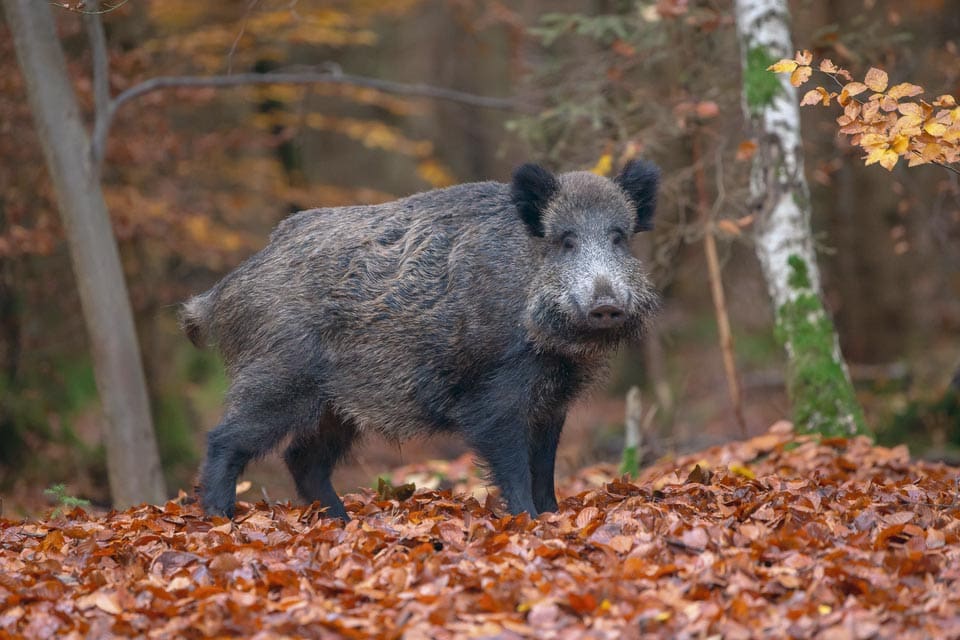 Leif GW Persson menar att han skulle kunna fälla vildsvin med polisens tjänstevapen.