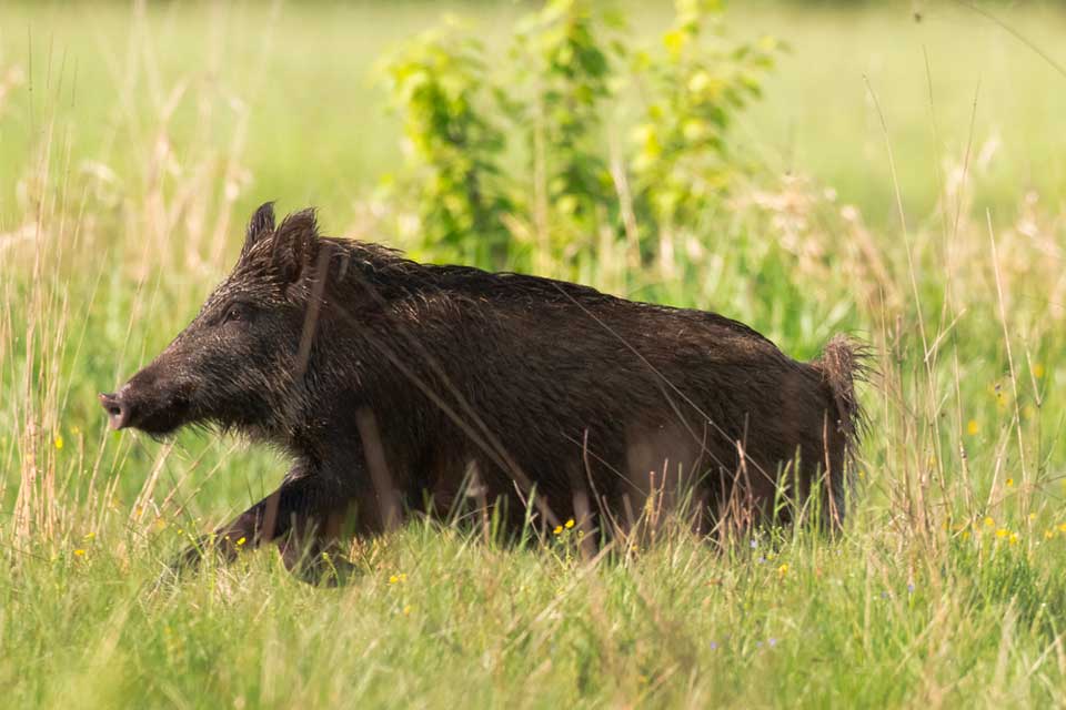Tyska jägare smittas oftare av hepatit E än de som bor i städer. Smittan tros komma från vildsvin.