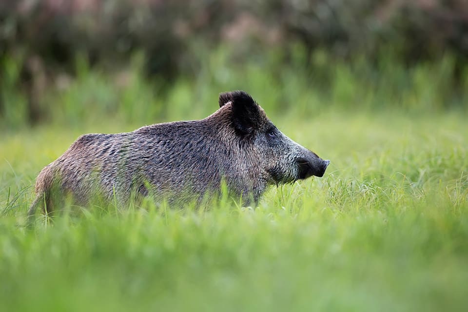 En tysk hund smittades av Aujeszkys sjukdom, även kallad pseudorabies, sannolikt av ett vildsvin.