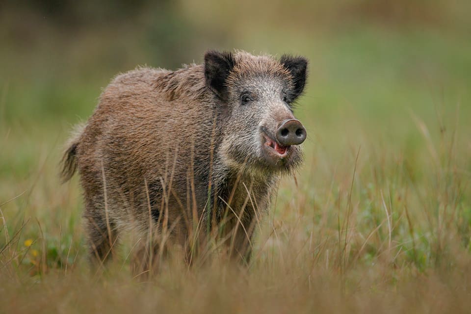 Ryska jägare ska få skottpengar för fällda vildsvin. Särskilt bra betalt blir det för dräktiga suggor. Syftet är att stoppa spridning av afrikansk svinpest.
