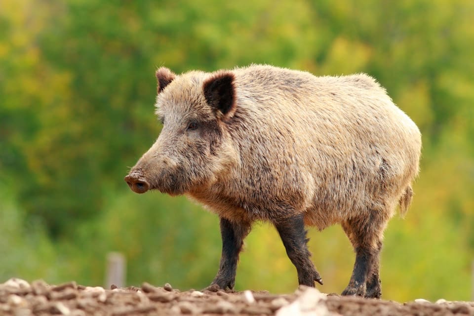 Ryssland satsar flera miljarder på att sätta stopp för spridning av afrikansk svinpest.