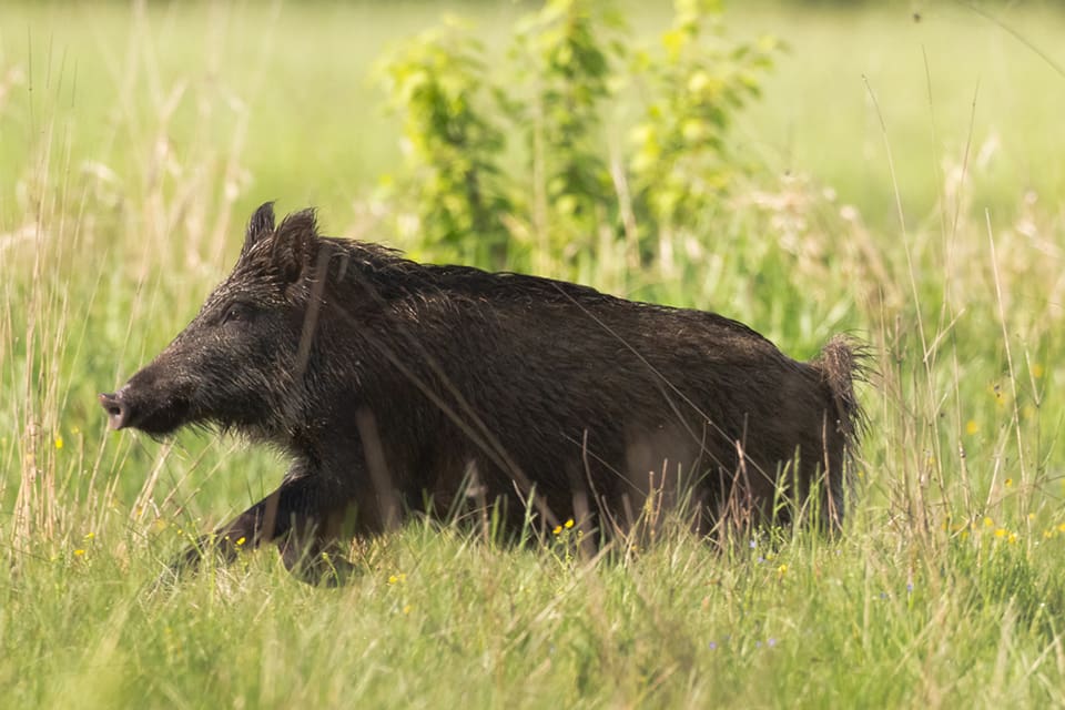 En tonåring ska ha attackerats av vildsvin vid Ronnaskolan strax före midnatt i går.